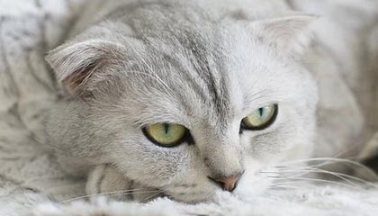 怒江最新公积金卡提取现金方法app方法分析(最方便真实的怒江公积金卡怎样从手机里取出来?方法)